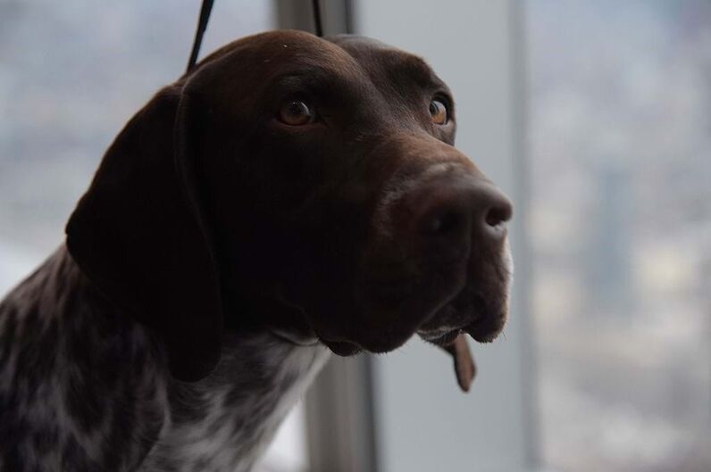 Eles são os nossos melhores amigos! São estes os cães mais populares