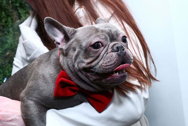 Eles são os nossos melhores amigos! São estes os cães mais populares