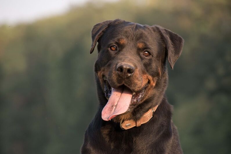 Eles são os nossos melhores amigos! São estes os cães mais populares