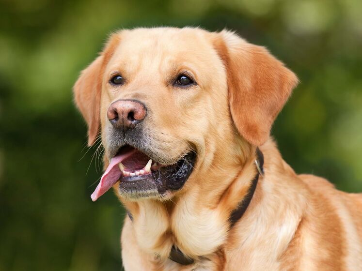 Eles são os nossos melhores amigos! São estes os cães mais populares