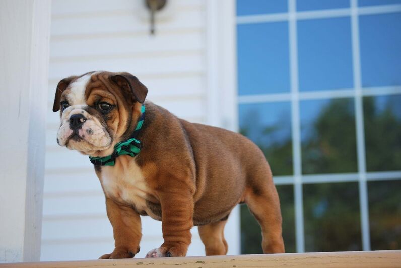 Bulldog