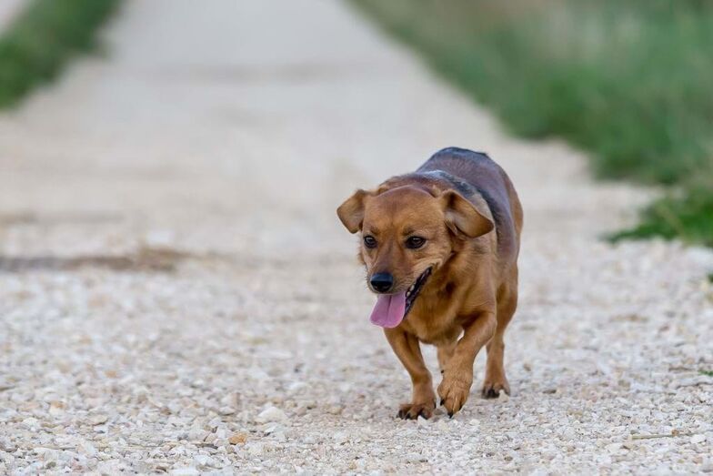 9. Dachshund