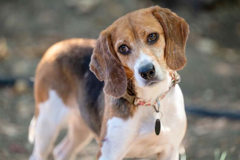8. Beagle