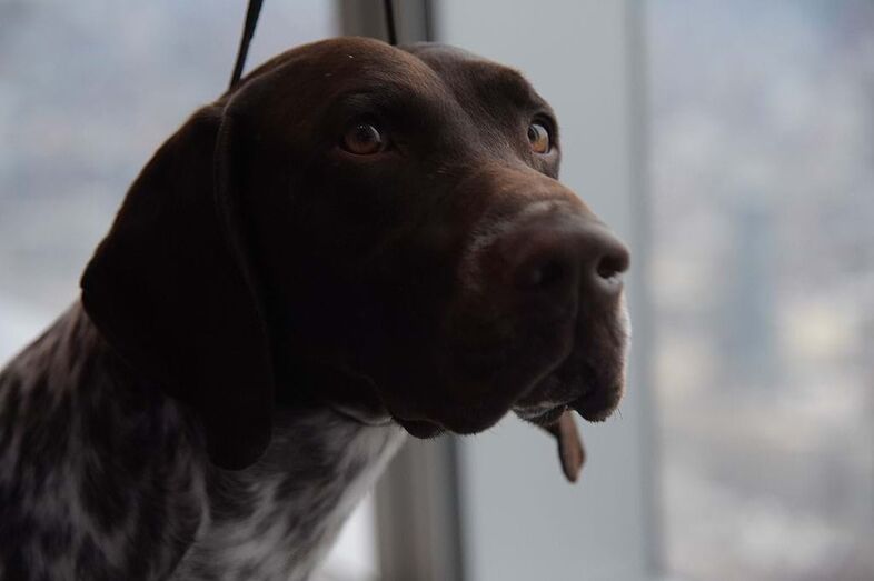 Pointer Alemão