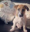 Julinho, cão de Heitor Lourenço