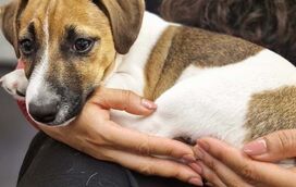 Julinho, o simpático cão de Heitor Lourenço