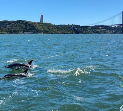 Quem quer ver os golfinhos no Tejo? O Oceanário leva-o num passeio de barco inesquecível