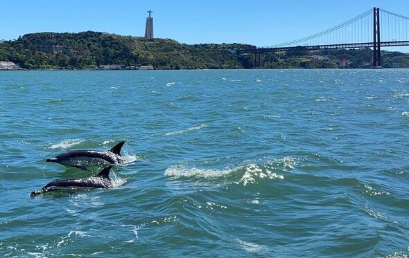 Golfinhos no Tejo