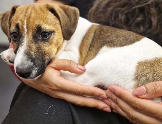 Julinho, cão de Heitor Lourenço