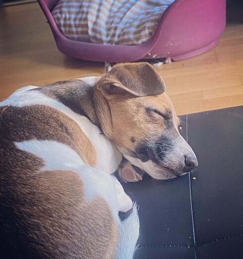 Julinho, cão de Heitor Lourenço