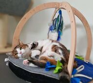 The Petssionate Boutique Hotel