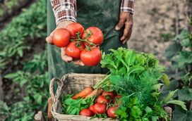 Dias quentes, refeições leves! As melhores saladas das nutricionistas para preparar o verão