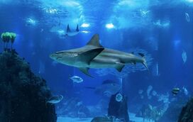 O Oceanário de Lisboa está de parabéns! Celebra 25 anos com milhares de entradas gratuitas e muitas novidades