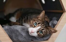 Só para gatos de luxo! Vá de férias e deixe o seu felino a dormir numa caminha Louis Vuitton