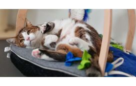 Quer ir para fora na quadra natalícia e não sabe onde deixar o seu pet? Tome nota destas 4 sugestões para escolher o melhor hotel para o seu animal de companhia