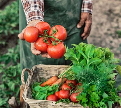 Dias quentes, refeições leves! As melhores saladas das nutricionistas para preparar o verão