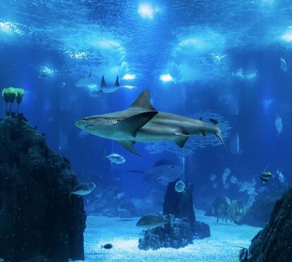 O Oceanário de Lisboa está de parabéns! Celebra 25 anos com milhares de entradas gratuitas e muitas novidades