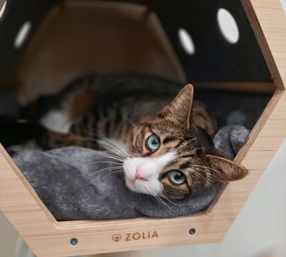 Só para gatos de luxo! Vá de férias e deixe o seu felino a dormir numa caminha Louis Vuitton