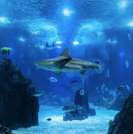 Oceanário de Lisboa