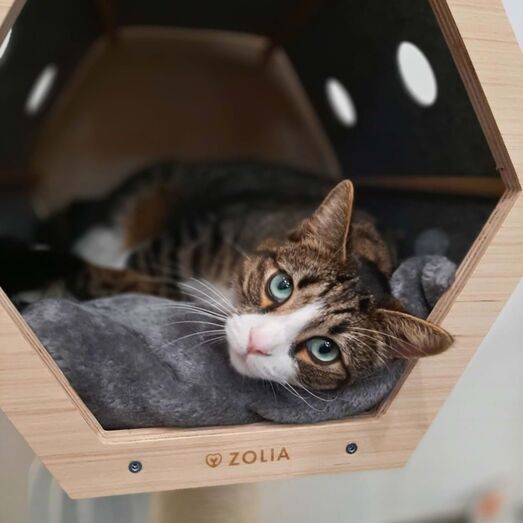 The Petssionate Boutique Hotel