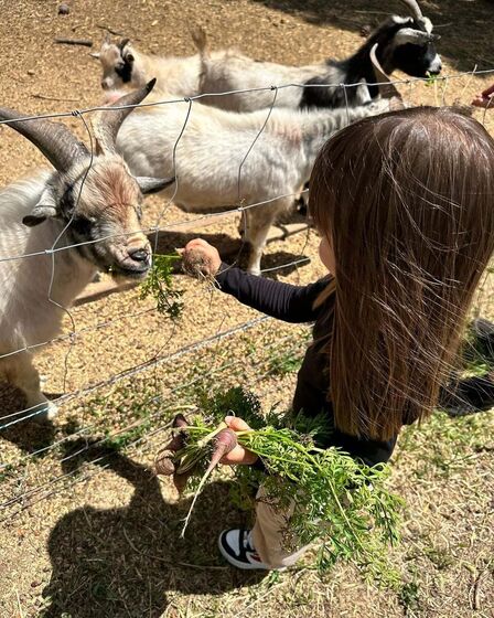 José Raposo, Sara Barradas