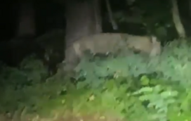 Leoa à solta lança alerta em Berlim. Polícia pede à população que fique em casa