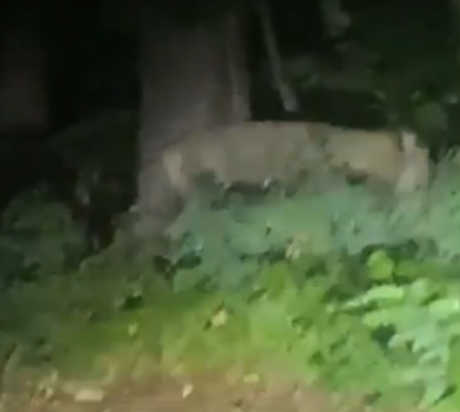 Leoa à solta lança alerta em Berlim. Polícia pede à população que fique em casa