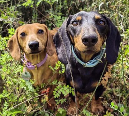 Só para cães bem educados! Vá trabalhar e deixe o seu patudo a aprender na creche durante o dia