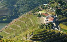Há quatro produtores de vinho portugueses entre os melhores do Mundo! Conheça estas quintas que são um cenário de sonho
