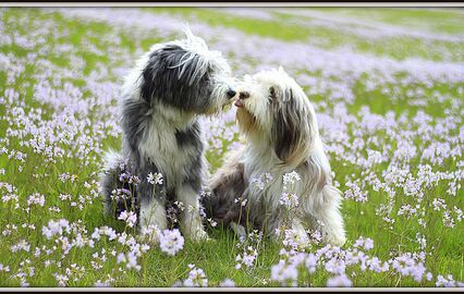 cães beijam-se, amor 