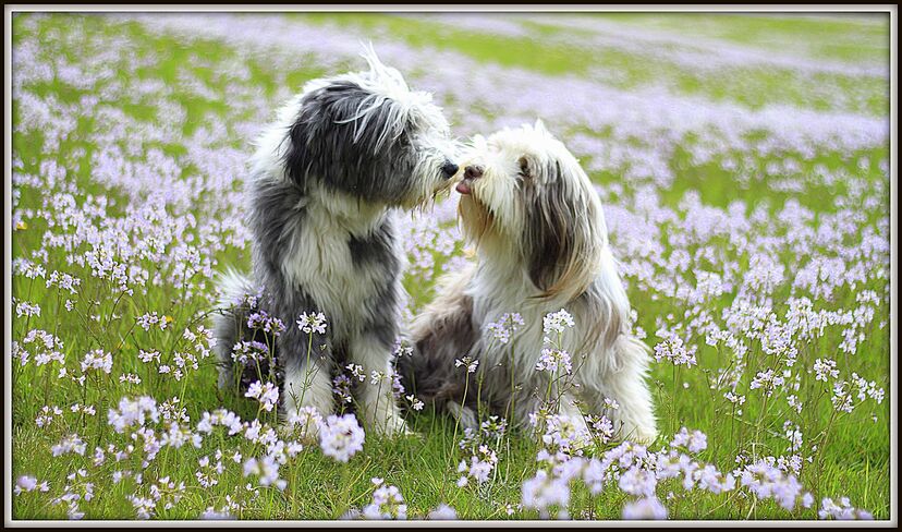 cães beijam-se, amor 