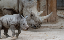 Há novos motivos para fazer uma visita! Jardim Zoológico de Lisboa apresenta o seu novo rinoceronte bebé, que tem um mês e já pesa mais de 40 quilos