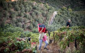 Uma viagem às tradições! As melhores quintas no Douro para vindimar ao lado de quem realmente percebe do assunto