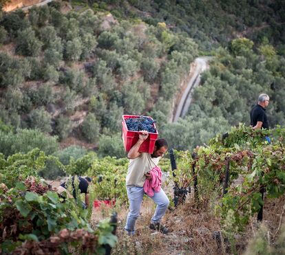 Uma viagem às tradições! As melhores quintas no Douro para vindimar ao lado de quem realmente percebe do assunto