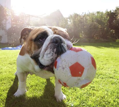 Comedouros inteligentes, brinquedos a laser e outras mordomias para os seus 'bebés'! Conheça as novidades e saiba o que está na moda no mundo animal