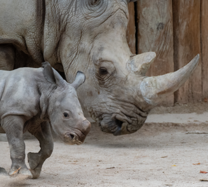 Há novos motivos para fazer uma visita! Jardim Zoológico de Lisboa apresenta o seu novo rinoceronte bebé, que tem um mês e já pesa mais de 40 quilos