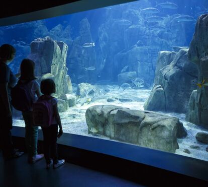 Explorar o mundo subaquático! Oceanário de Lisboa entra no novo ano com campanha de 50 por cento de desconto nas entradas