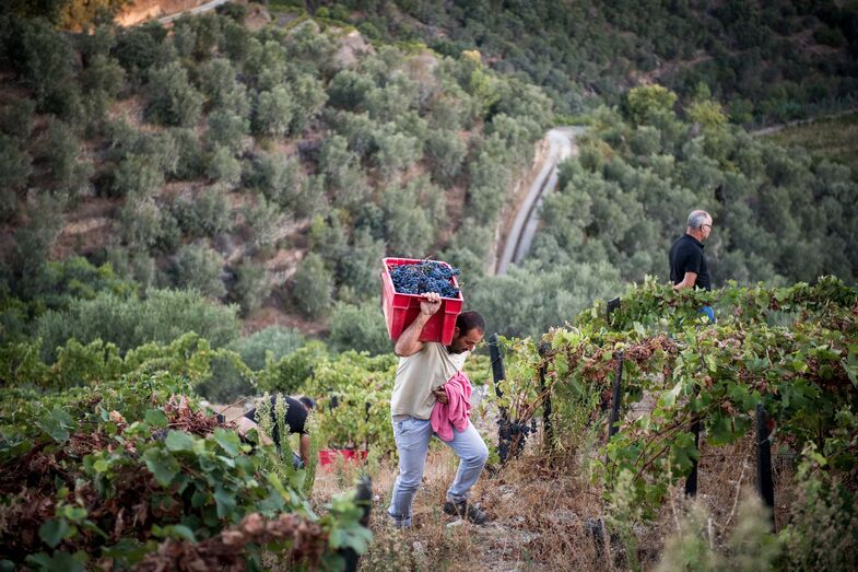 vindima Douro 