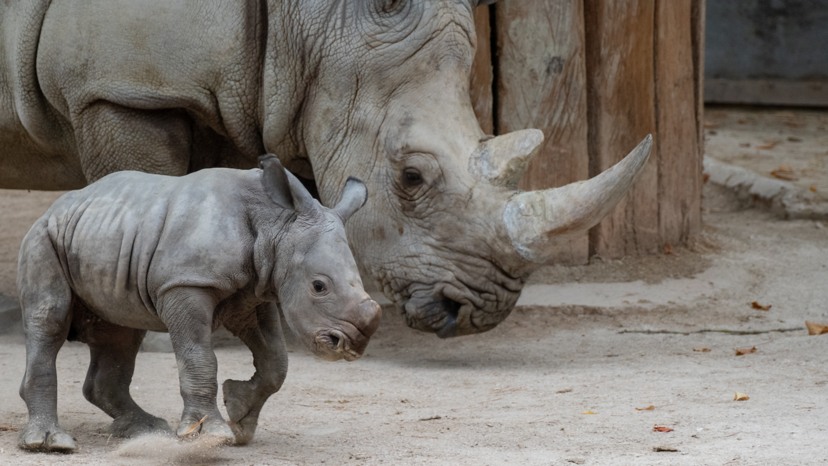 O rinoceronte bebé do Zoo de Lisboa