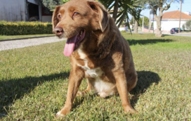 Morreu Bobi, o cão português que era o mais velho do mundo