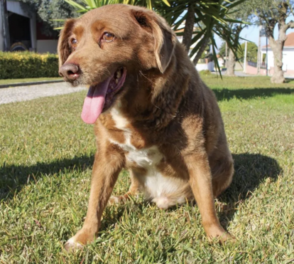 Morreu Bobi, o cão português que era o mais velho do mundo