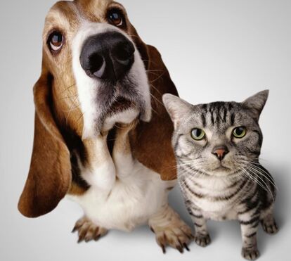 Como 'cão e gato': vamos acabar de vez com este estigma. 5 dicas para que os patudos socializem sem dramas e em harmonia