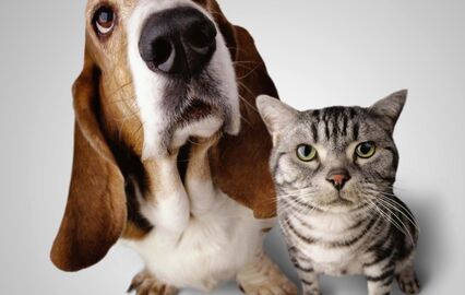 Cães e gatos