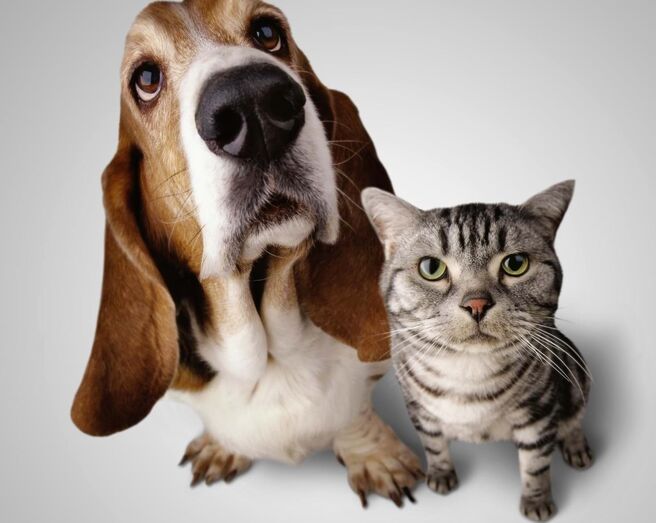 Cães e gatos