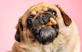 Faça em casa e surpreenda os seus patudos! Receitas caseiras para os biscoitos dos seus cães e gatos