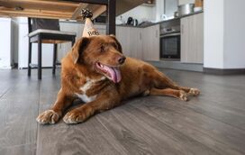 Bobi perde o título de cão mais velho do mundo