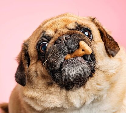 Faça em casa e surpreenda os seus patudos! Receitas caseiras para os biscoitos dos seus cães e gatos