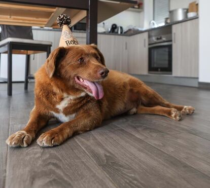 Bobi perde o título de cão mais velho do mundo