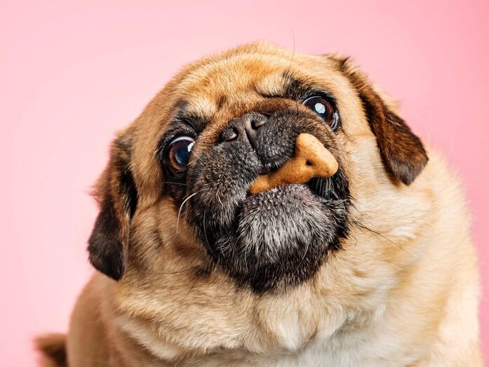 Biscoitos para cães
