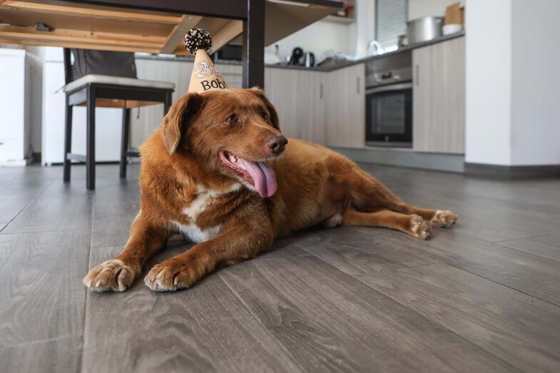 Bobi, "o cão mais velho do mundo"